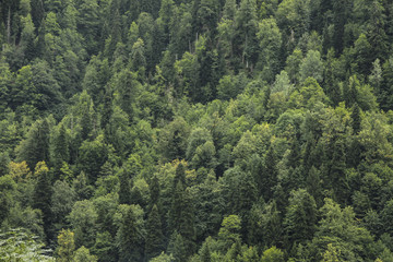 Obraz premium Coniferous green trees in forest on mountainside.