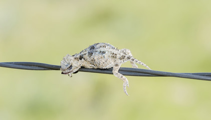 Greater Horned Lizard (Phrynosoma hernandesi) Impaled on Barbed Wire by a Loggerhead Shrike in Rural Eastern Colorado