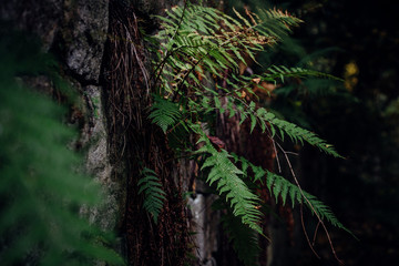 Grüne Farne wächst an einer alten Mauer im dunklen Wald