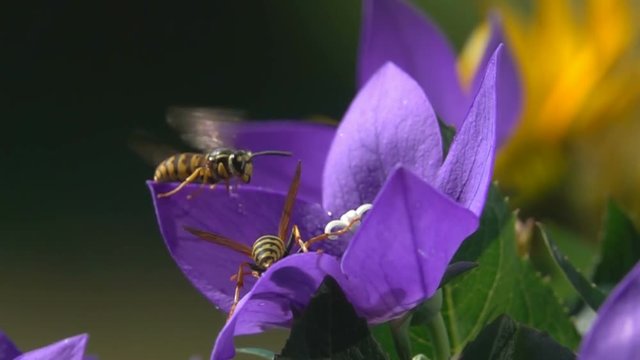 Wasp bee funny match on purple flower