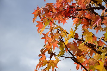 Leuchtendes Herbstlaub, Blätter des Amberbaum