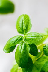 Close-up of basil plant with green leaves over light background