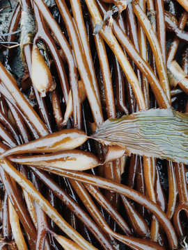 Various types of seaweed and kelp, Olympic NP, WA
