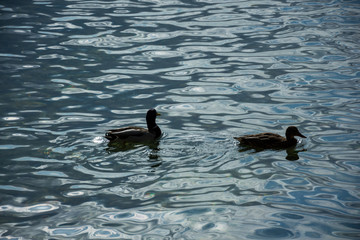 Mallorca, Urlaub, Balearen, Spanien, Sonne, Meer, Mittelmeer, Strand, Erholung