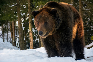 old brown bear stand and stare in the winter forest. lovely wildlife scenery in evening light