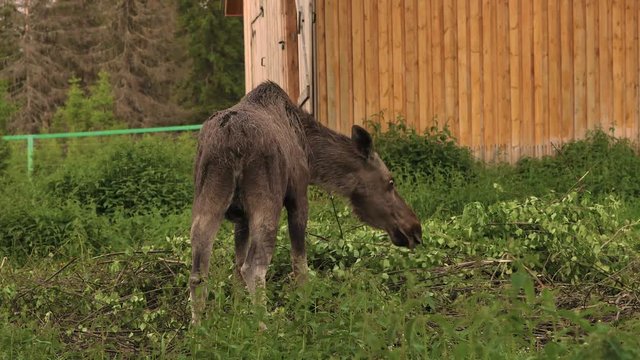 Female moose eating birch branches at moose farm yard