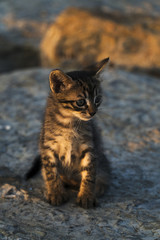Obraz premium Cute Tabby Kitten Sitting and Sunbathing On A Rock