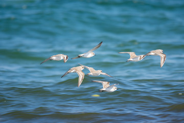 Mallorca, Urlaub, Balearen, Spanien, Sonne, Meer, Mittelmeer, Strand, Erholung
