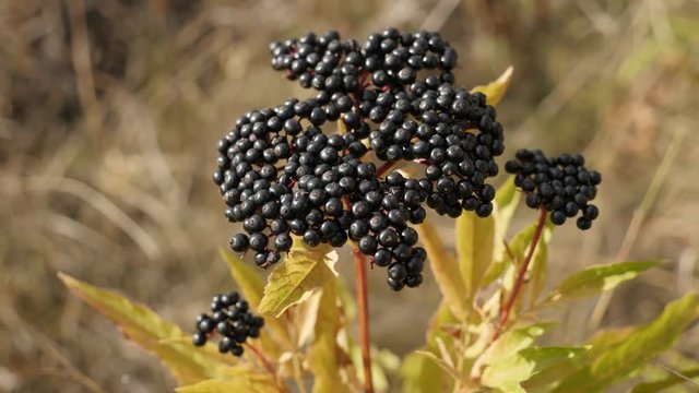 Close-up of Sambucus ebulus field bush top footage - Danewort herbaceous elder plant 