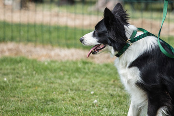 border collie