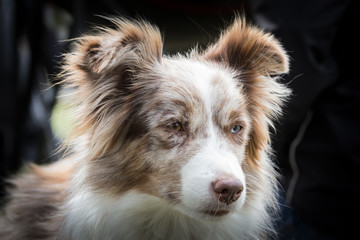 border collie