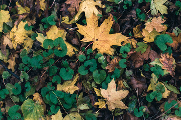 Autumn background. Dry leaves on the ground with a blurred background.