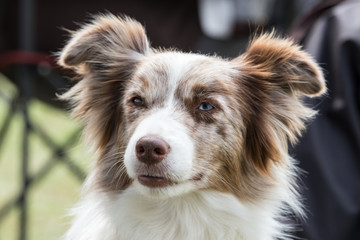 border collie
