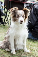 border collie