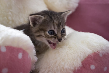 Tricolor little kitten with blue eyes is sitting on the white  toy bear