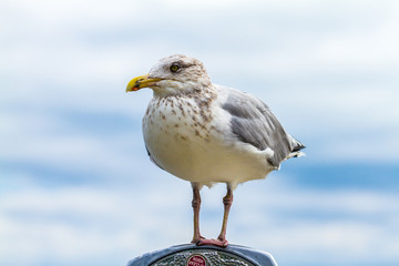 Seagull
