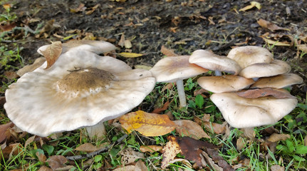 Common field mushrooms
