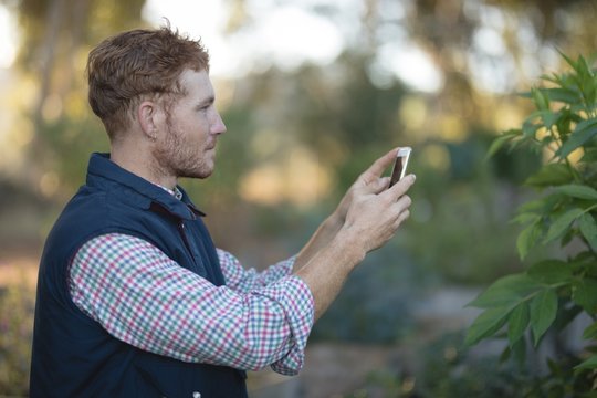 Farmer taking picture of plant with mobile phone