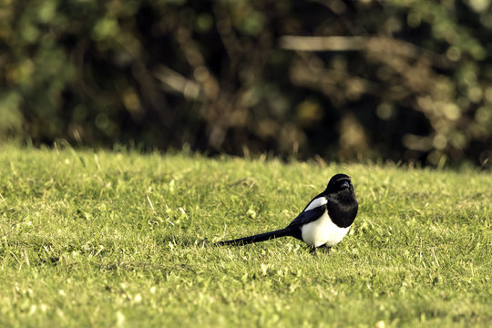 Wild magpie in the park - Bedfont Lakes Country Park, London