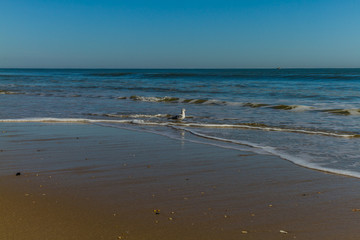 Fototapeta na wymiar Beach and Seagulls