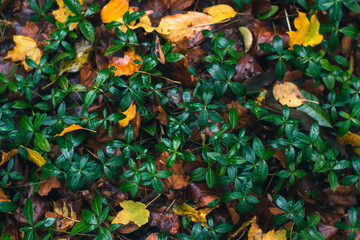 Autumn background. Dry leaves on the ground with a blurred background.