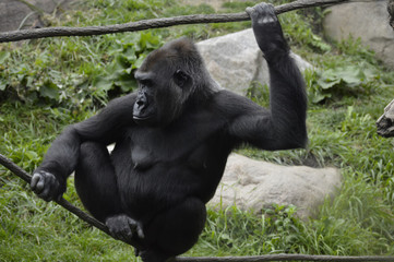Gorilla