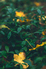 Autumn background. Dry leaves on the ground with a blurred background.
