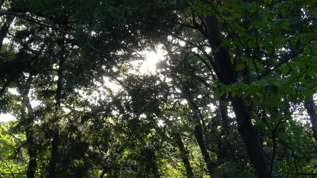 Forest of Tokyo - video 4K UHD 1