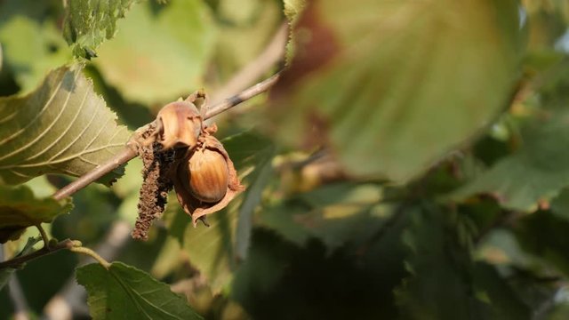 Tasty organic common hazel fruit footage - Details of Corylus avellana tree close-up 
