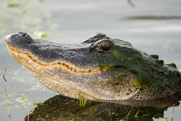 American Alligator