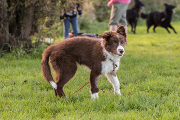 Fototapeta premium border collie