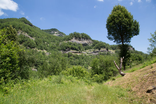 Sentiero, valle della Volpara, estate 