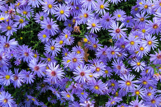 Astry kwiaty jesieni