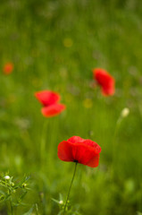 Klatschmohn