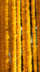 Arranged American Marigold room