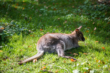 Tree kangaroo lying on green grass