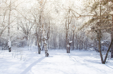 Winter birch and pine forest in the sun rays and falling snow