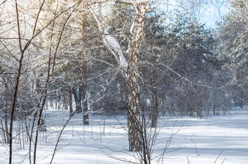 Winter birch and pine forest in the sun rays and falling snow