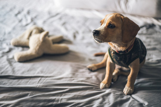 Cute puppy sitting next to his favorite toy