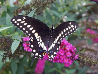 Fototapeta na wymiar Black Swallowtail butterfly in the butterfly bush