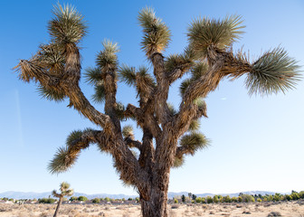 Joshua Tree