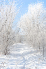 Trees in the snow and a path in the snow