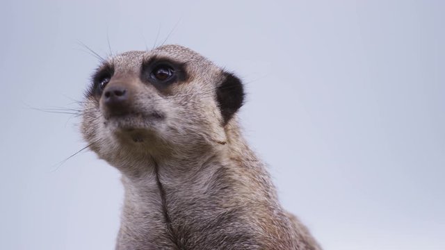 Portrait of meerkat looking around at his surroundings in natural environment