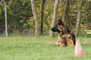 German shepherd
