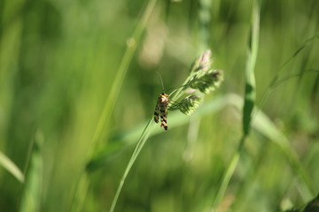 Fliegendes Insekt