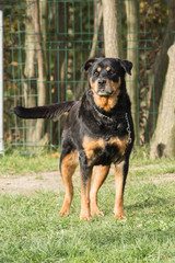 rottweiler