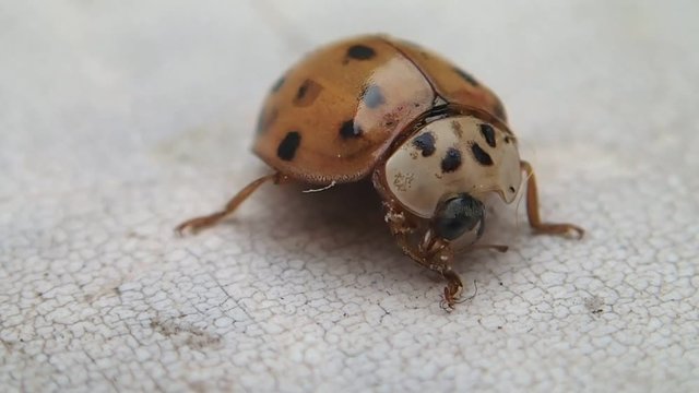 Many dots ladybug cleaning two of its legs 