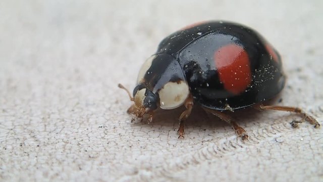 Black ladybug cleaning its mouthpieces and legs 