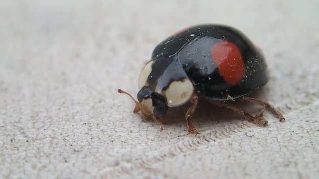 Black ladybug with red dots