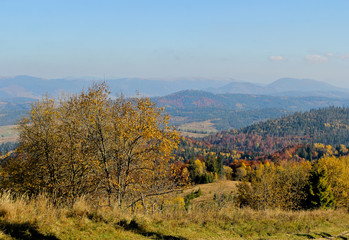 Mountains view altitude. Landscape of the forest at the autumn. Panorama with orange and yellow colorful trees. Background of the Carpathian mountains in the Ukraine.